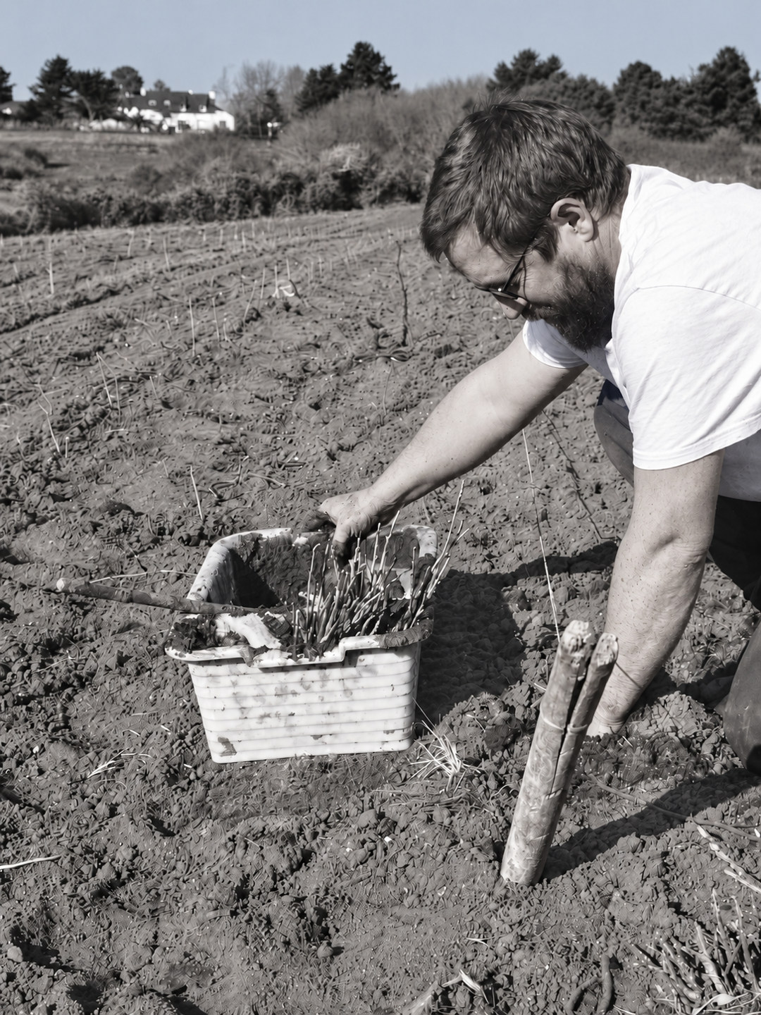 Geste de plantation dans une culture de plantes aromatiques