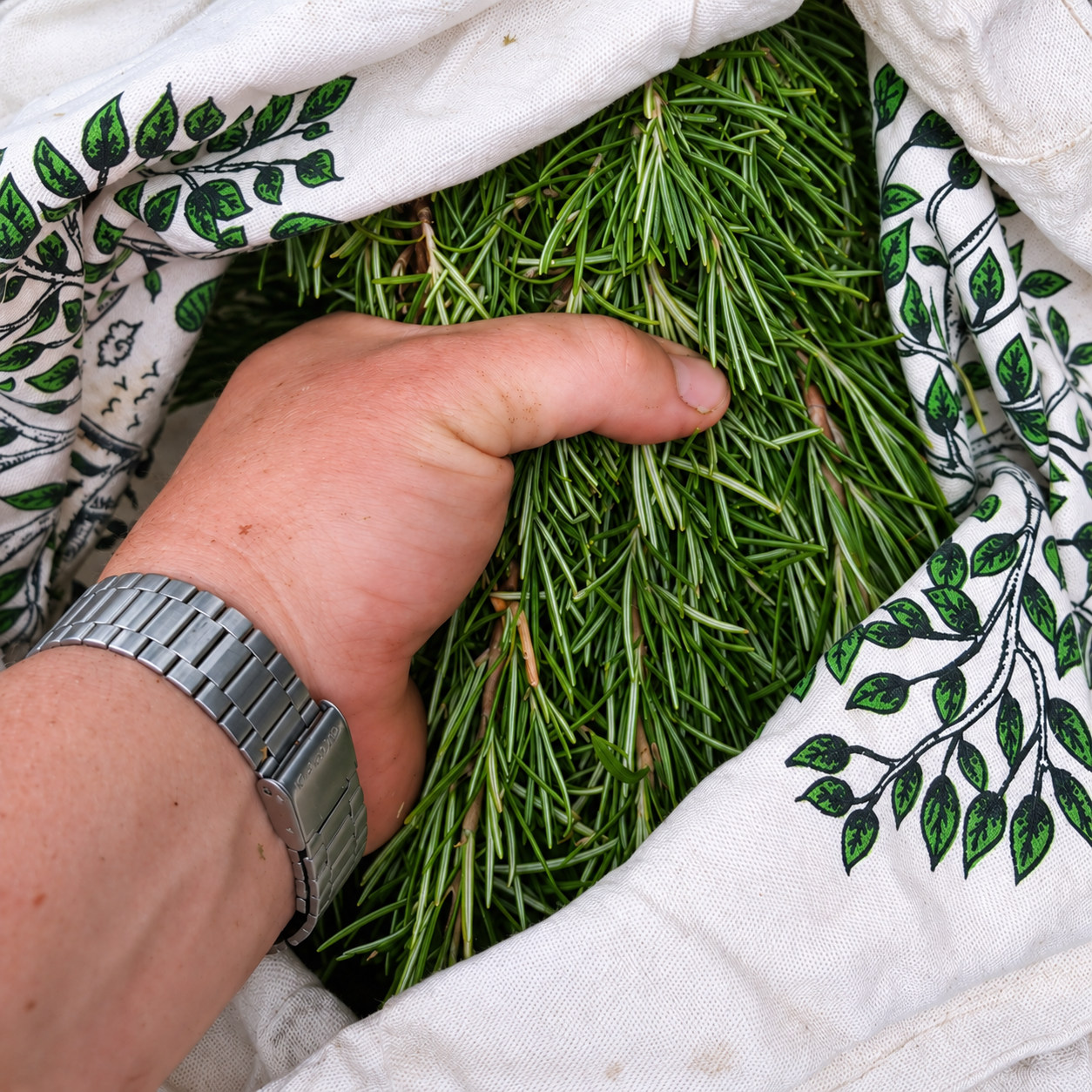 Main tenant du romarin récolté dans un tissu