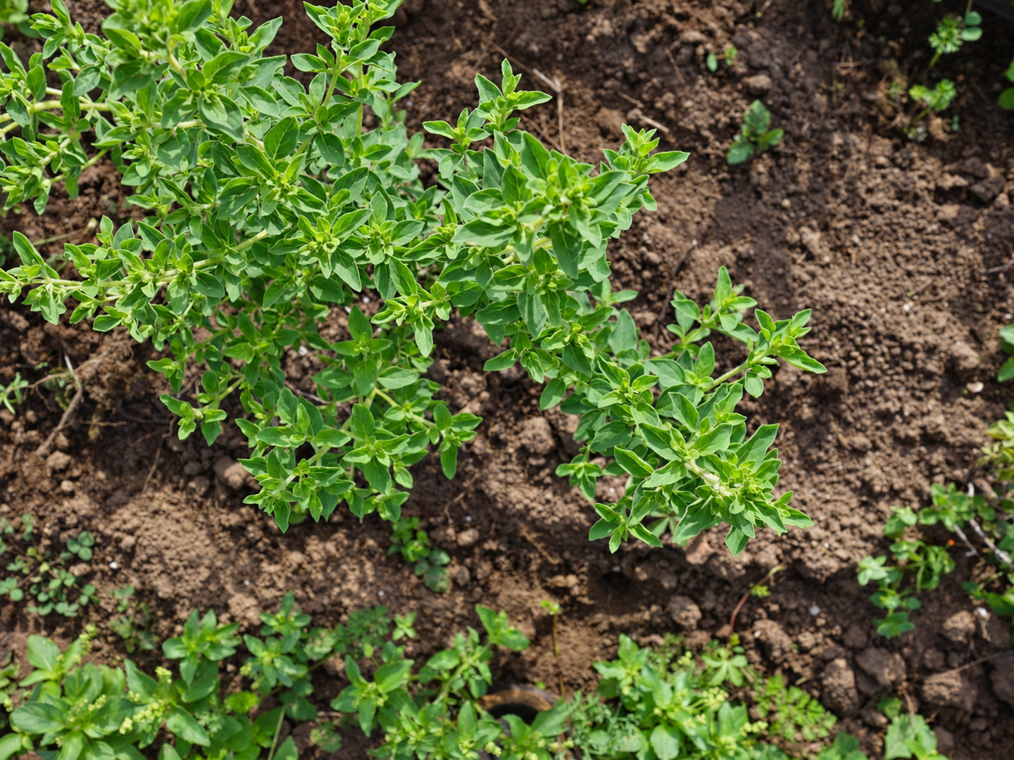 Feuillage d’une plante aromatique en culture